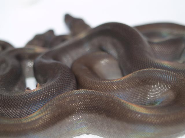 brown super 2