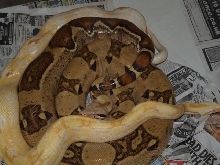 Blonde x sharp breeding