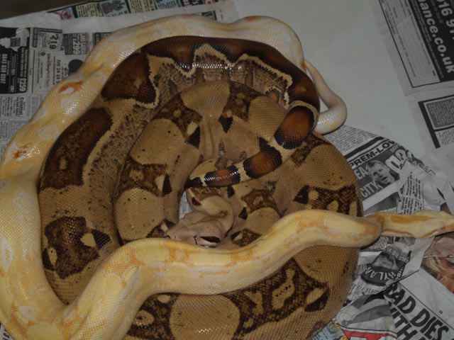 Blonde x sharp breeding