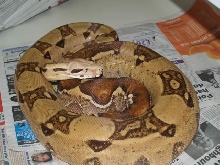 Blonde albino female