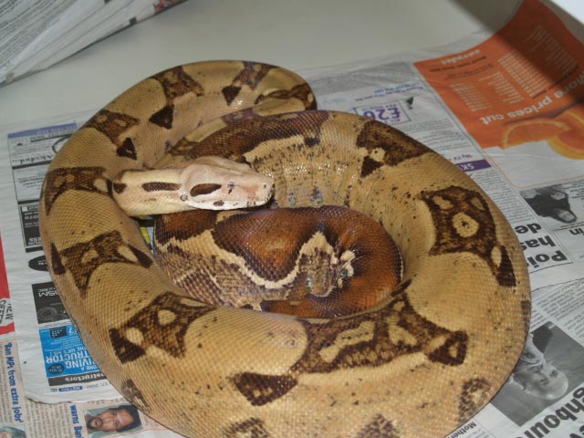 Blonde albino female