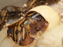 baby from lucy female in the egg