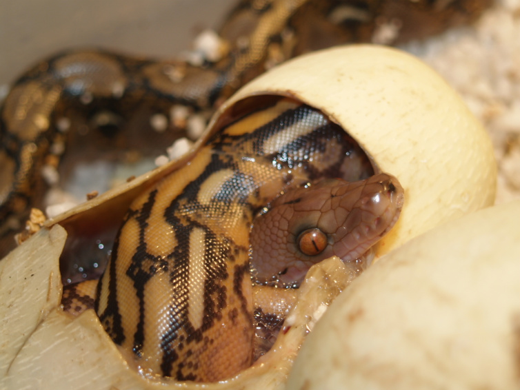 baby from lucy female in the egg