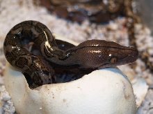 Normal coming out the egg lucy female baby