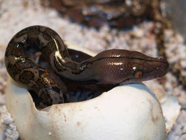 Normal coming out the egg lucy female baby