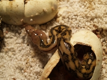 Tiger Baby coming out of the egg fro lucy female