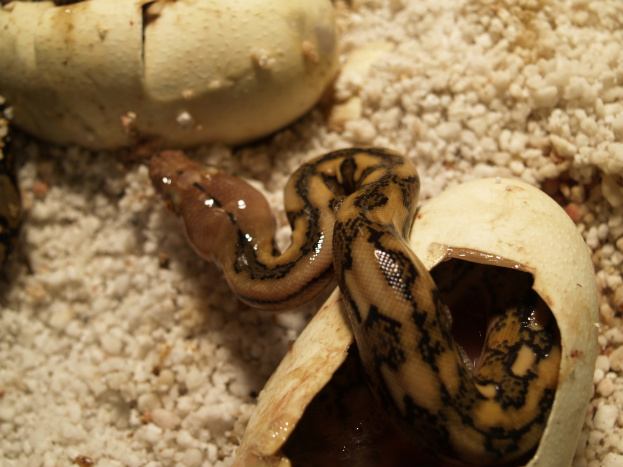 Tiger Baby coming out of the egg fro lucy female