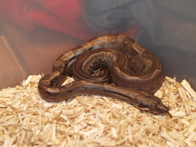 striped motley