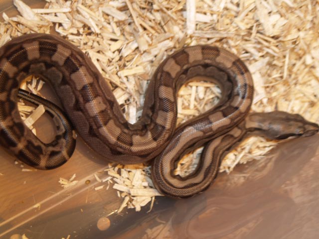 striped motley