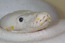 Head Shot of Blue eyed lucy female