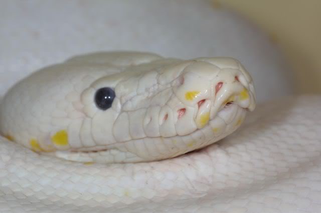 Head Shot of Blue eyed lucy female
