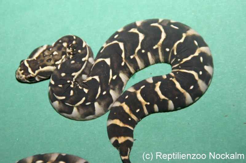 Bitis arietans