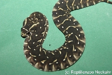 Bitis arietans