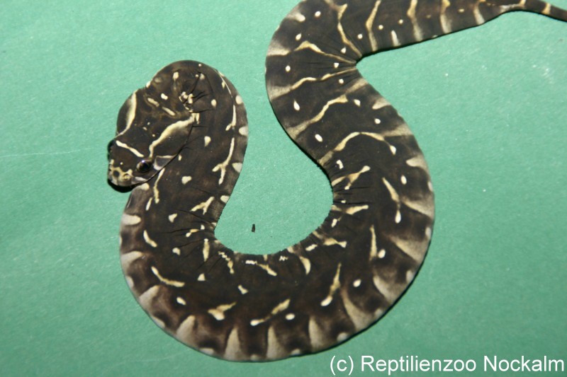 Bitis arietans