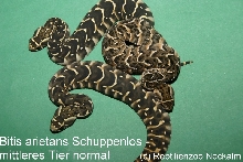 Bitis arietans
