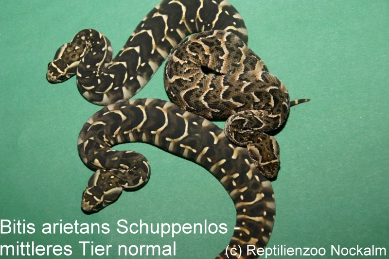 Bitis arietans