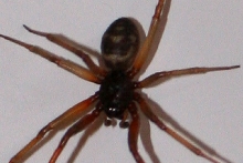 ID spider please