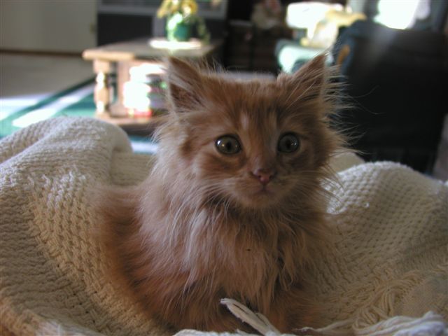 New Redheaded boy