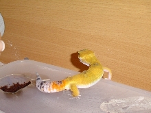Gecko
