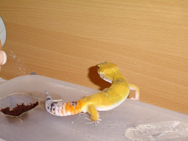 Gecko