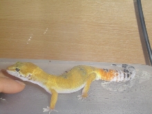 Gecko