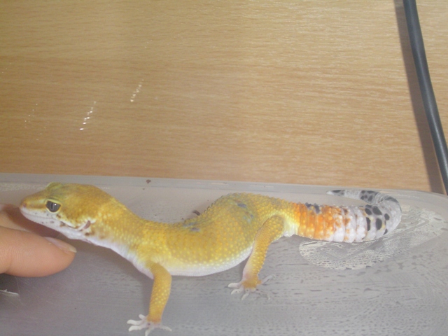 Gecko
