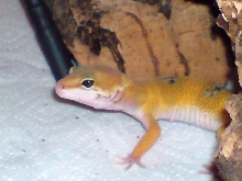 Gecko