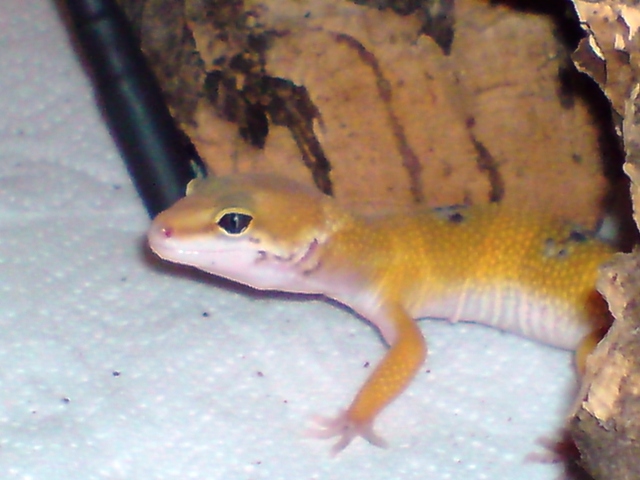 Gecko