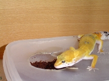 Gecko
