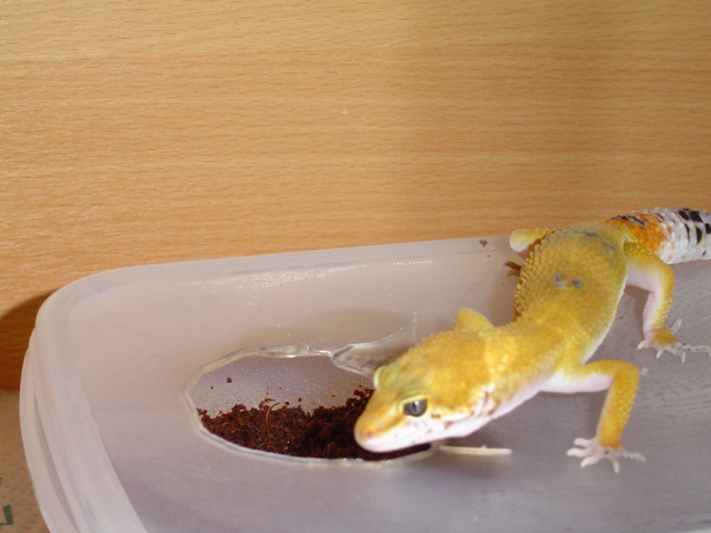 Gecko
