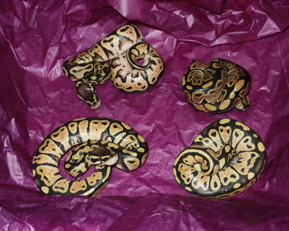 Yellow Baby Balls