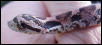 E Hognose