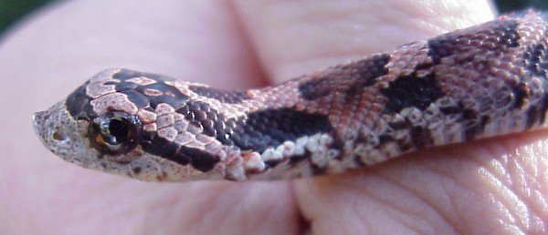 E Hognose