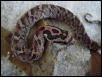 E Hognose