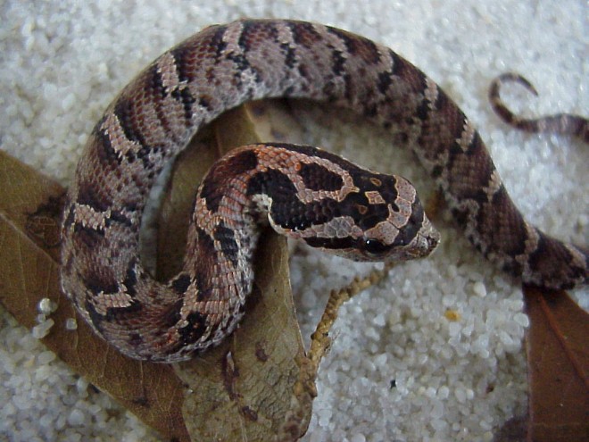 E Hognose
