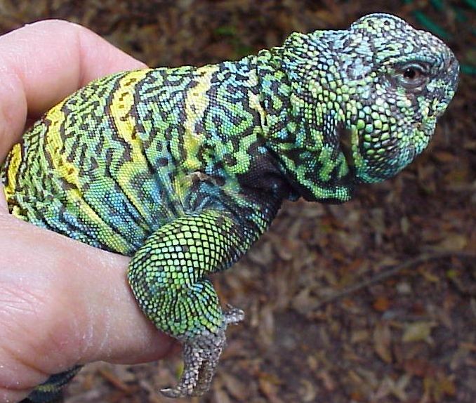 Ornate Uromastyxs
