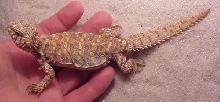 Ornate Uromastyx, six inches