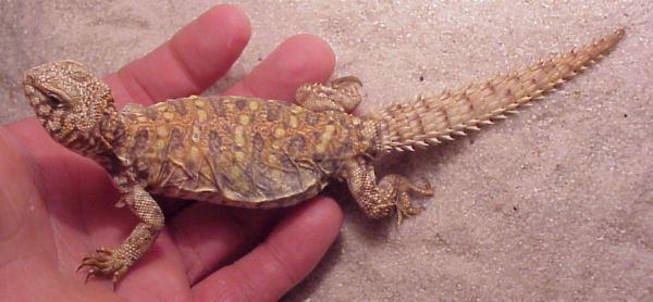 Ornate Uromastyx, six inches