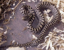 South Florida mole king CB hatchling (Desoto County)