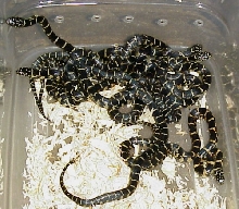Pinellas king hatchlings