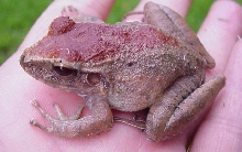 Costa Rican Frog