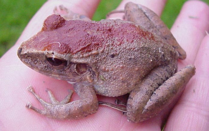 Costa Rican Frog