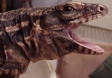 Tallahassee tegu