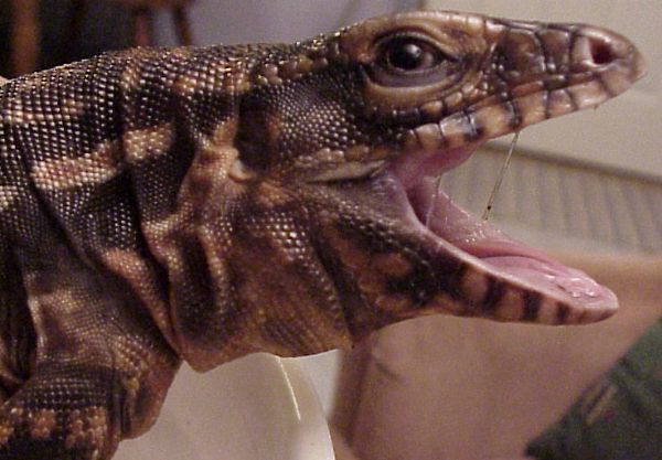 Tallahassee tegu