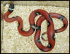 aberrant Sinaloan