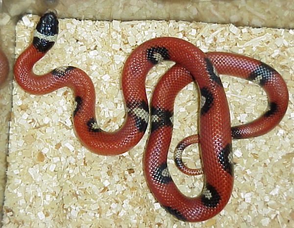 aberrant Sinaloan