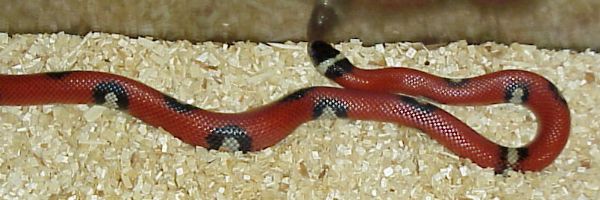 Aberrant Sinaloan