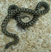 South Florida Mole king Desoto male breeder