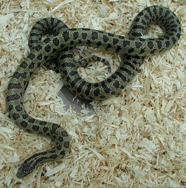 South Florida Mole king Desoto male breeder