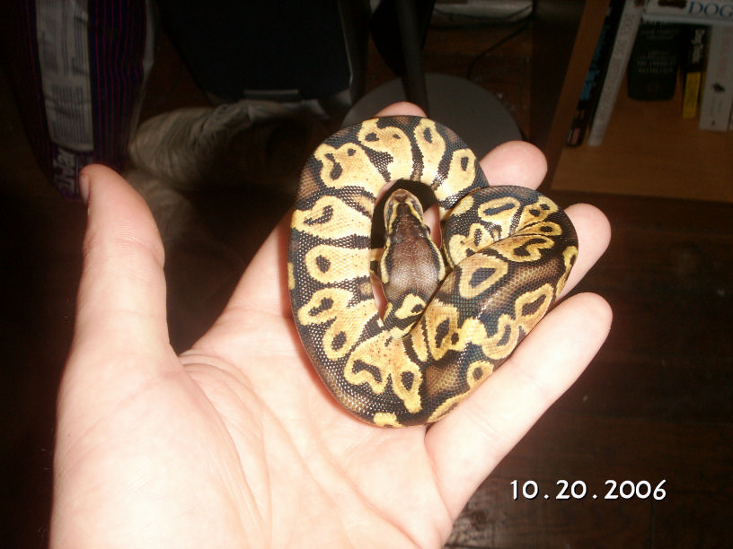 bell line pastel male
